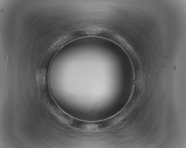 X0000086340501200703301259