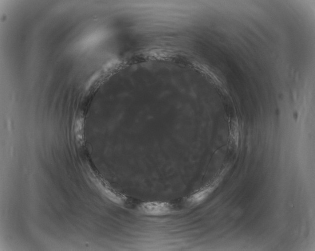 X0000086340526200703301259