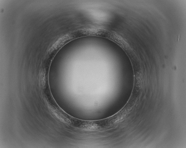 X0000086340642200703301256