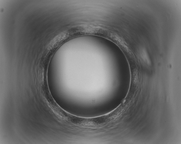 X0000086340685200703301256