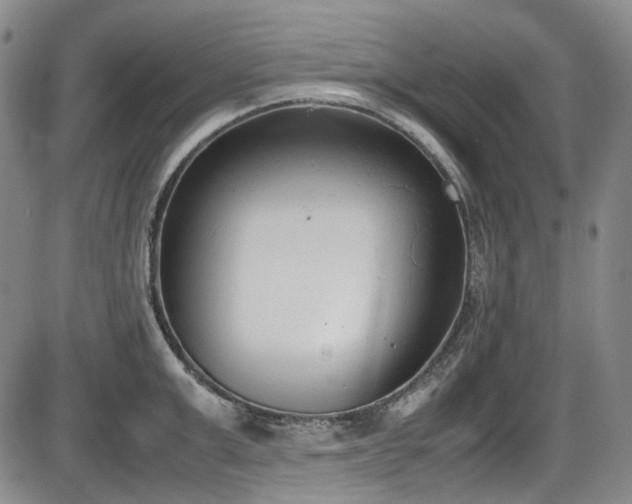 X0000086340999200703301251