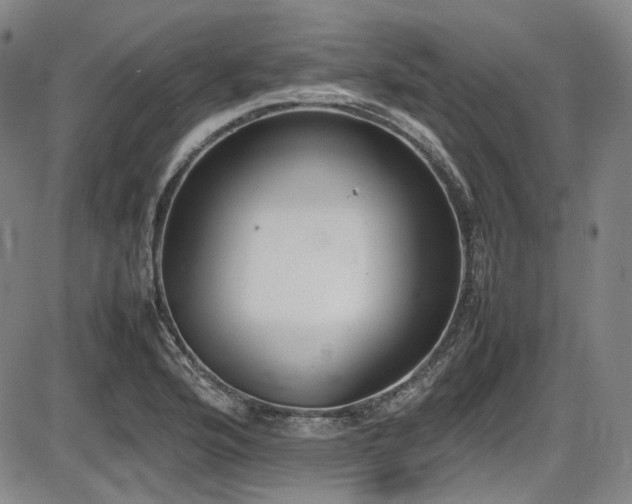 X0000086341176200703301248