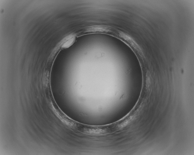 X0000086341233200703301247