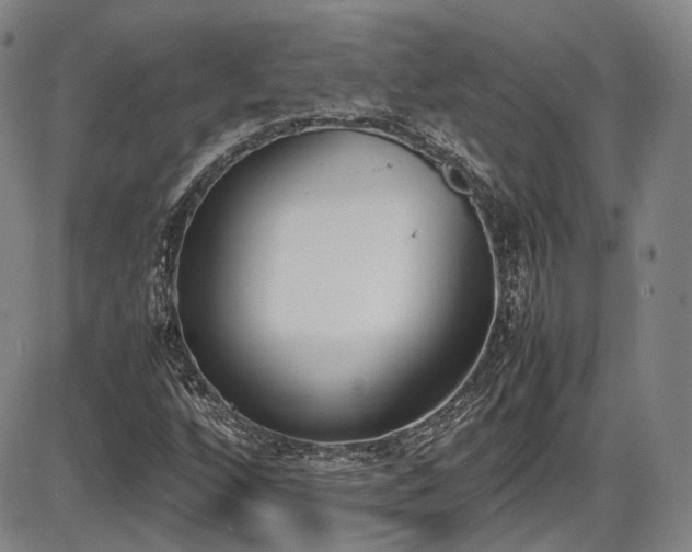 X0000086341256200703301246