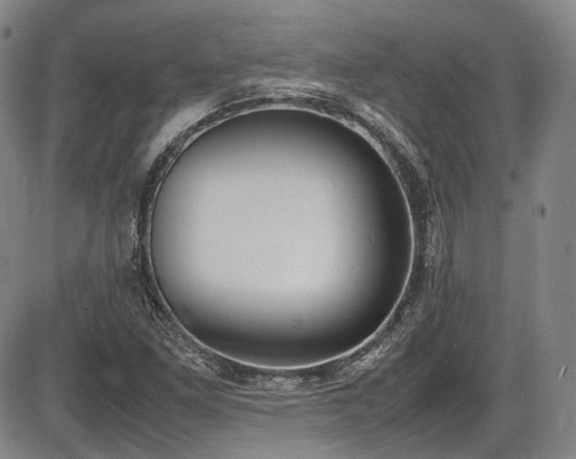 X0000086341261200703301246
