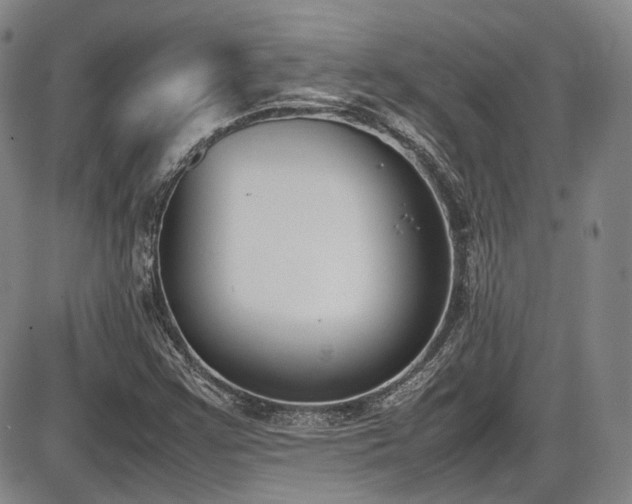 X0000086341355200703301245