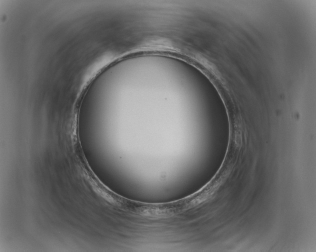 X0000086341366200703301245