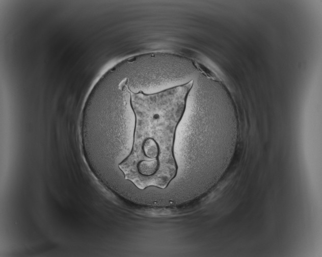 X0000086341291200704131735