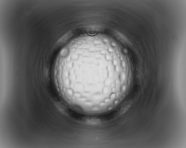 X0000086340258200704202107