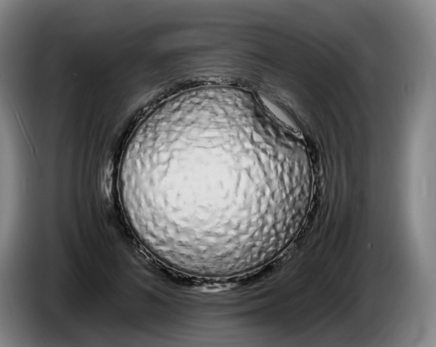 X0000086340692200704202101