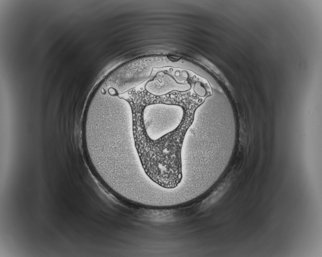 X0000086340802200704202100
