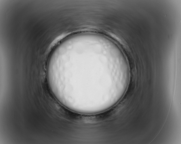 X0000086341363200704202053