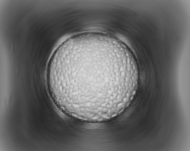 X0000086341482200704202051