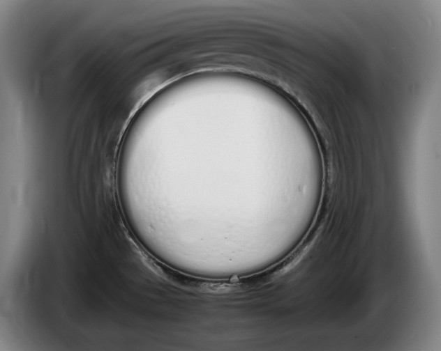 X0000086341529200704202051