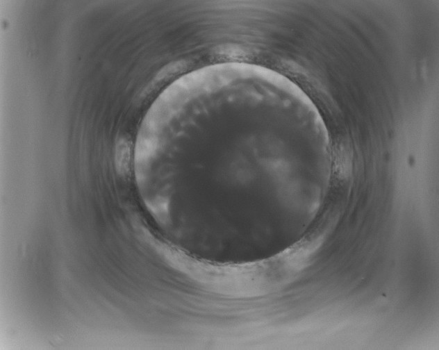 X0000086340036200704272018