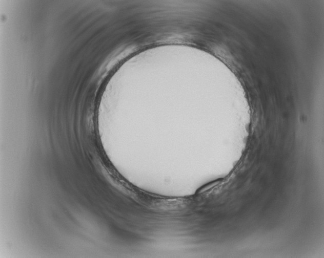 X0000086340050200704272017