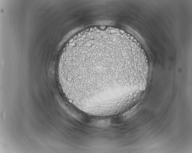 X0000086340155200704272016