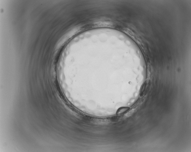 X0000086340245200704272014