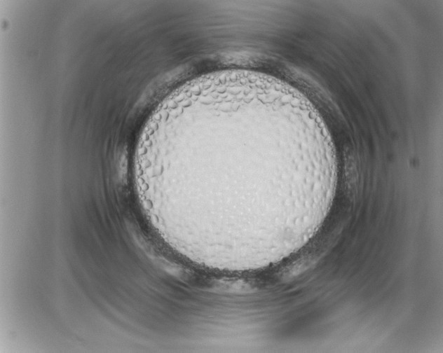 X0000086340502200704272010