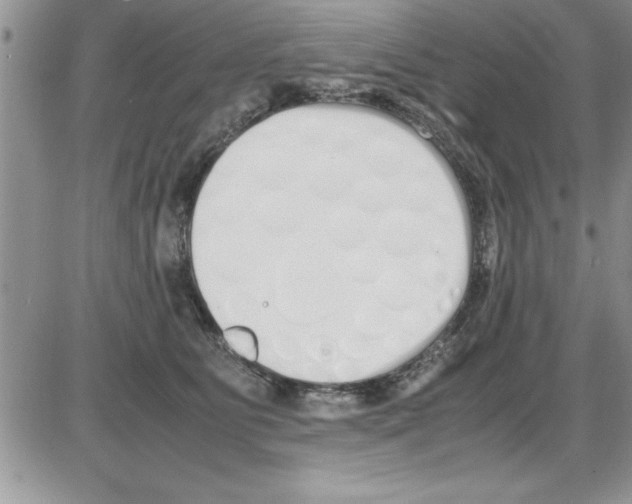 X0000086340515200704272010