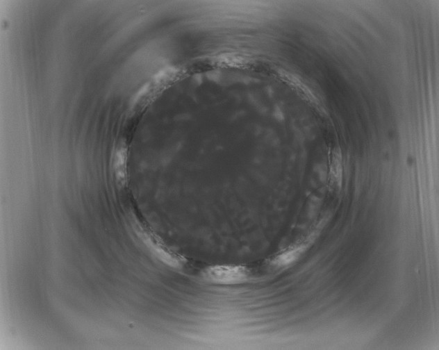 X0000086340526200704272010
