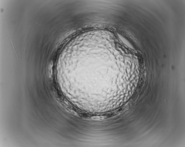 X0000086340692200704272007