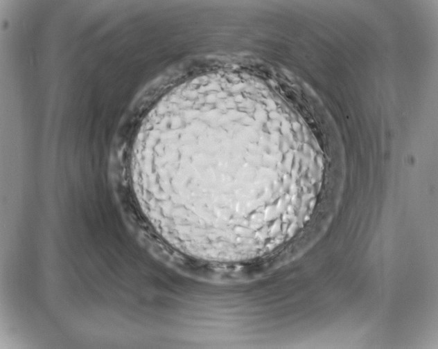 X0000086340720200704272007
