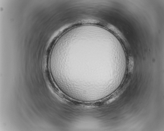 X0000086340726200704272006