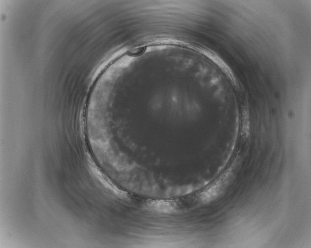X0000086340806200704272006