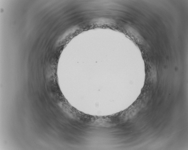 X0000086340824200704272005