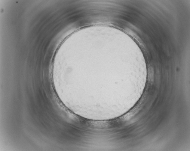 X0000086340856200704272005