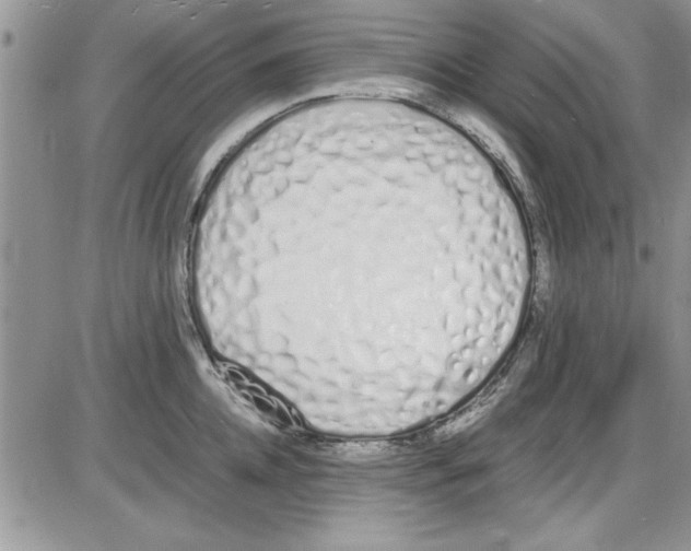 X0000086340952200704272004