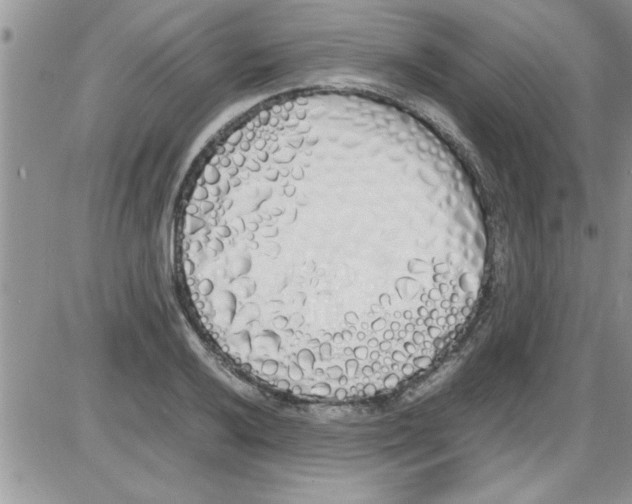 X0000086341032200704272002