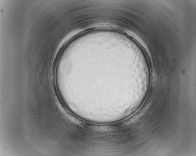 X0000086341045200704272002