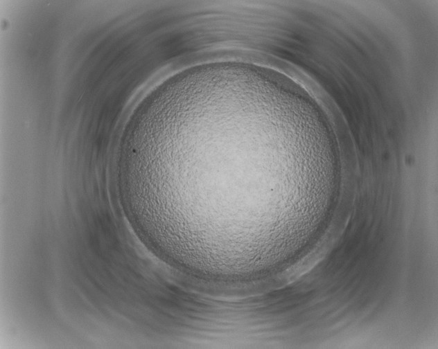 X0000086341046200704272002
