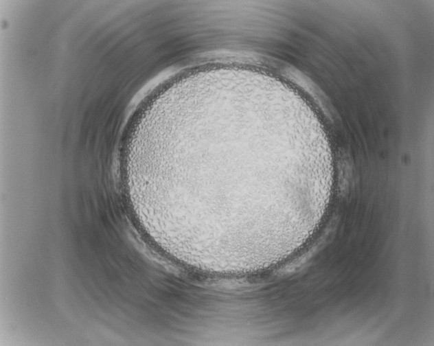 X0000086341074200704272001