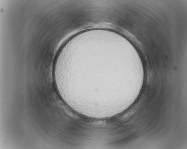 X0000086341174200704272000