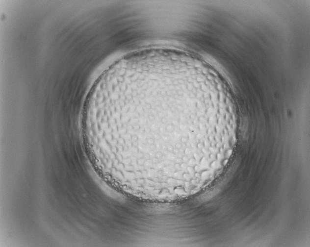 X0000086341482200704271955