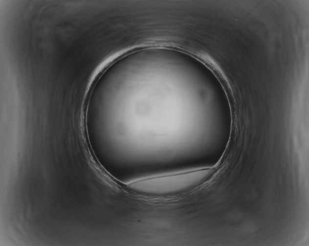X0000086721336200704130721
