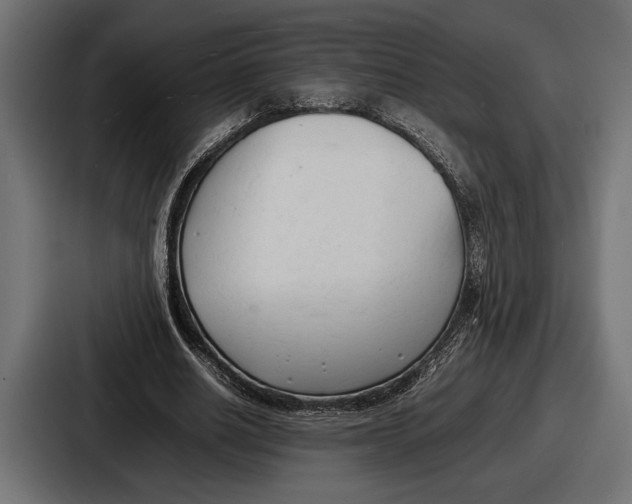 X0000086720630200705111555