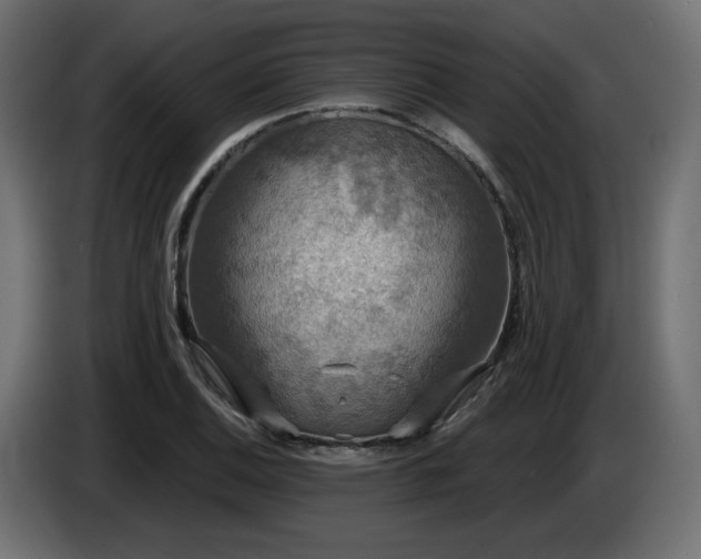 X0000086731124200704131100