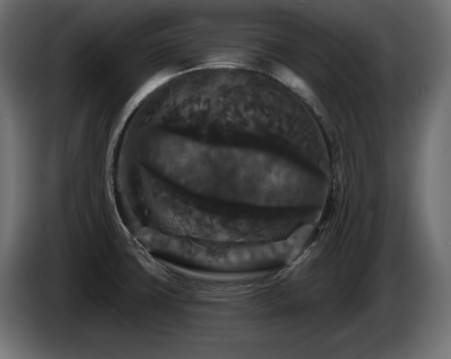 X0000086731427200704131056