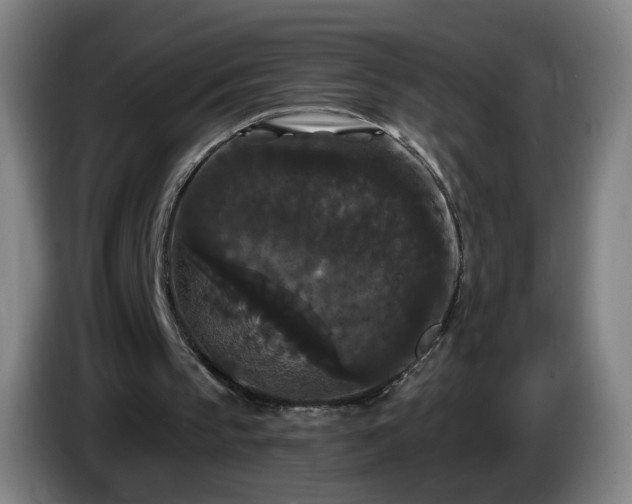 X0000086730145200704201653