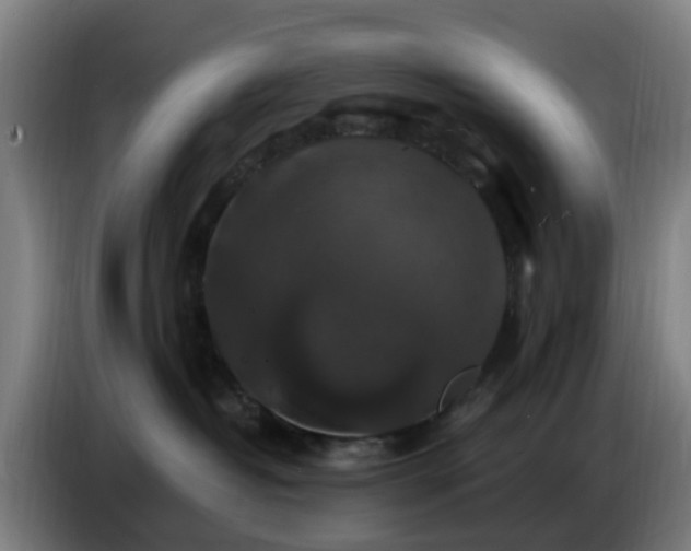 X0000086730382200704201651