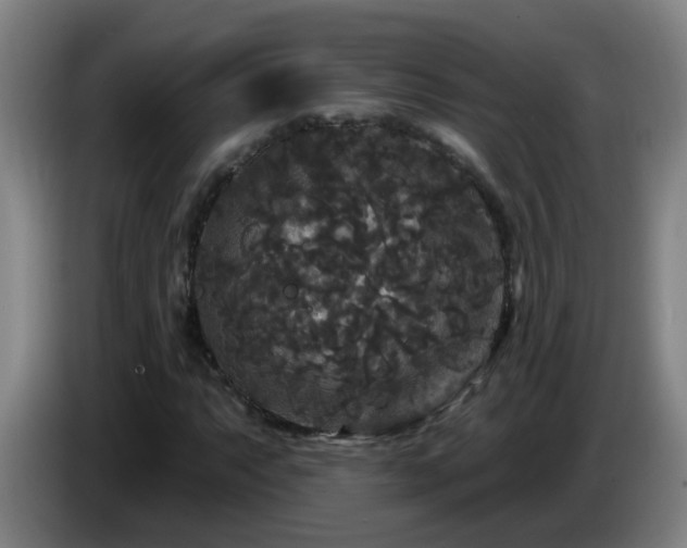 X0000086731063200704201641