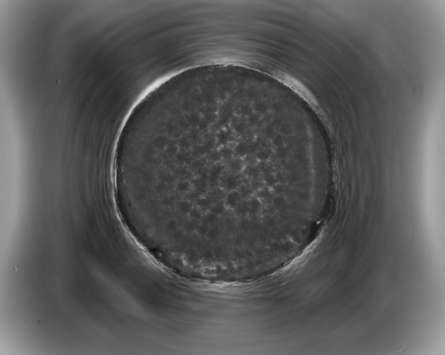 X0000086731028200704271626