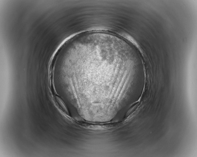 X0000086731124200704271625