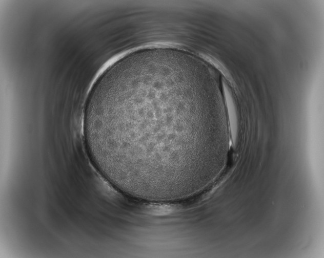 X0000086731420200704271621