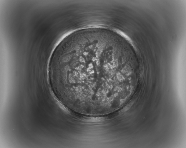 X0000086731423200704271621