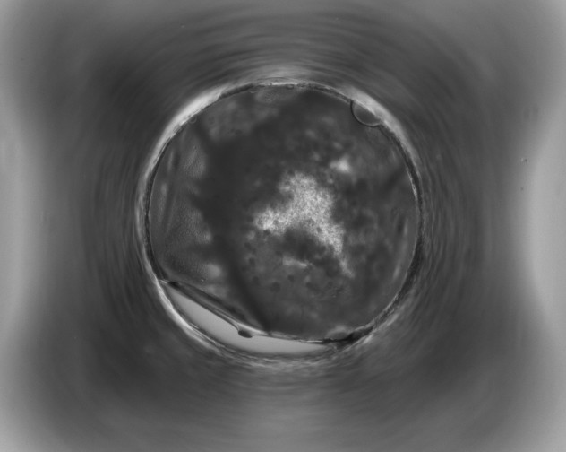 X0000086731429200704271621